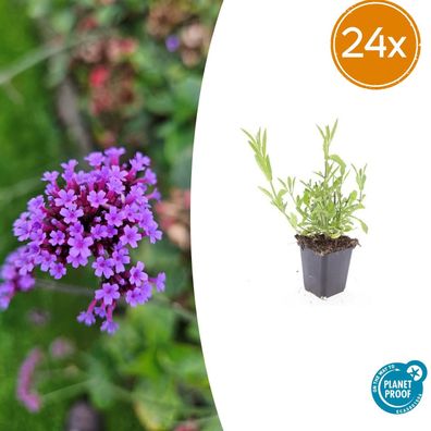 Eisenkraut (Verbena bonariensis) | 24 Stück - Ø9cm - 10-25cm - Gartenpflanze