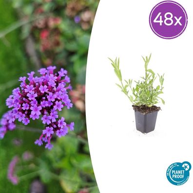 Eisenkraut (Verbena bonariensis) | 48 Stück - Ø9cm - 10-25cm - Gartenpflanze