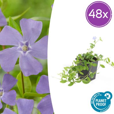 Vinca minor | 48 Stück - Ø9cm - 10-25cm - Gartenpflanze