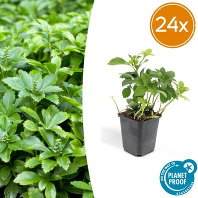 Pachysandra term Grüner Teppich' | 24 Stück - Ø9cm - 10-25cm - Gartenpflanze