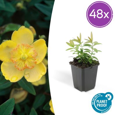 Hypericum calycinum | 48 Stück - Ø9cm - 10-25cm - Gartenpflanze