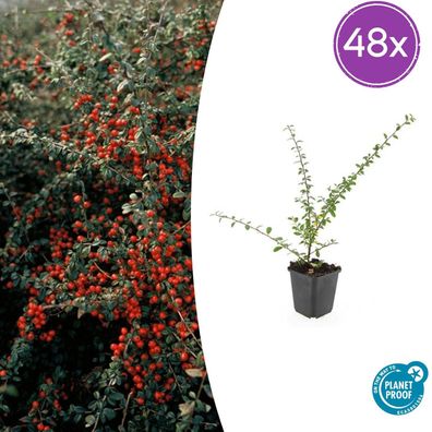 Cotoneaster suec 'Coral Beauty' | 48 Stück - Ø9cm - 10-25cm - Gartenpflanze
