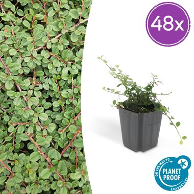 Cotoneaster pr 'Königin der Teppiche' | 48 Stück - Ø9cm - 10-25cm - Gartenpflanze