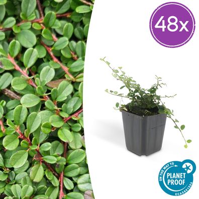Cotoneaster pr 'Streib's Findling' | 48 Stück - Ø9cm - 10-25cm - Gartenpflanze