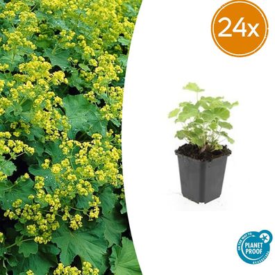 Alchemilla mollis | 24 Stück - Ø9cm - 10-25cm - Gartenpflanze