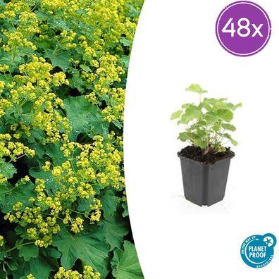 Alchemilla mollis | 48 Stück - Ø9cm - 10-25cm - Gartenpflanze