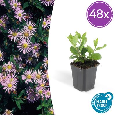Aster ageratoides 'Asran' | 48 Stück - Ø9cm - 10-25cm - Gartenpflanze
