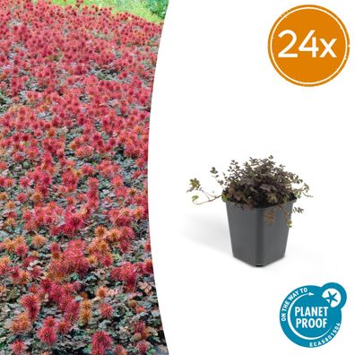 Acaena microphylla 'Kupferteppich' - Ø9cm - 10-25cm - Gartenpflanze