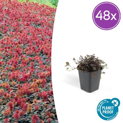 Acaena microphylla 'Kupferteppich' | 48 Stück - Ø9cm - 10-25cm - Gartenpflanze