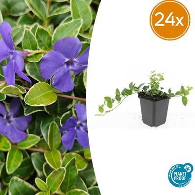Vinca minor 'Argenteovariegata' | 24 Stück - Ø9cm - 10-25cm - Gartenpflanze