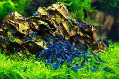 Blaue Garnele Blue Dream Garnele - Neocaridina davidi