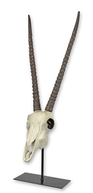 Schädel Gazelle Kunstharz Fossilien Replikat Retro Design Dekoration