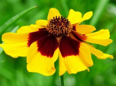200 Samen Goldgelbes Mädchenauge Zweifarbig * Coreopsis tinctoria * Bicolor