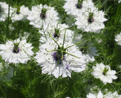 500 Samen Weiße Jungfer im Grünen * Nigella damascena "Alba" * Schnittblume