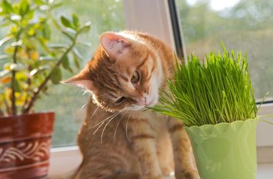 Katzengras Samen - 25 Gramm frische Samen für 10 Töpfe