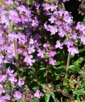 10000 Samen Deutscher Thymian * Thymus vulgaris * Bodendecker Bienenmagnet