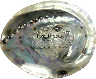 Hydrea London XXL Abalone Perlmutt Muschel (20cm) Badezimmer Seife Schale dekorative