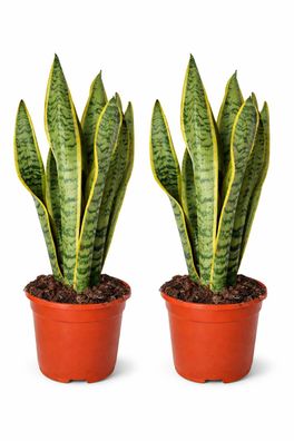 2 Stück Sansevieria Laurentii 50-60 cm Bogenhanf bessere Raumluft Zimmerpflanze