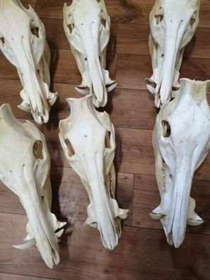 ECHTE Wildschweinschädel SAU EBER Schädel Knochen Präparat Trophäe TOP PREIS