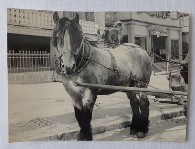 DDR AK Foto Hund steht auf Pferd Kutsche Fotohaus Schnerr Bad Suderode