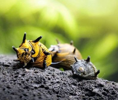 10 Aquarium Schnecke Sun - Pflegeleichte Geweihschnecke