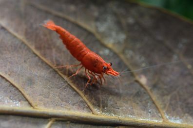 20 St. Red Fire Garnele