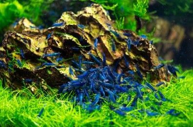 10 St Blaue Garnele - Blue Dream Garnele