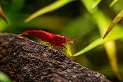 Bloody Mary Garnele - Neocaridina davidi