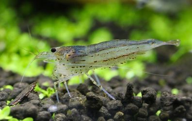 Amano Garnelen - Amanogarnele deutsche Nachzuchten