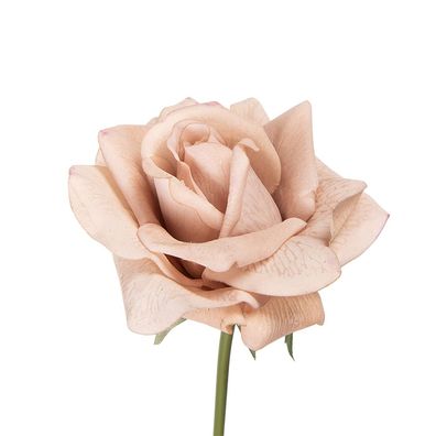 Clayre & Eef Kunstblume Rose 35 cm Beige Kunststoff (Gr. 10x10x35 cm)