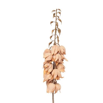 Clayre & Eef Kunstblume 100 cm Braun Kunststoff (Gr. 12x12x100 cm)