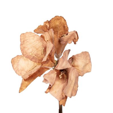 Clayre & Eef Kunstblume 65 cm Braun Kunststoff (Gr. 16x16x65 cm)