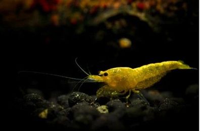 100 Gelbe Garnelen Yellow Fire Garnelen - Gelbe Garnelen - Neocaridina davidi