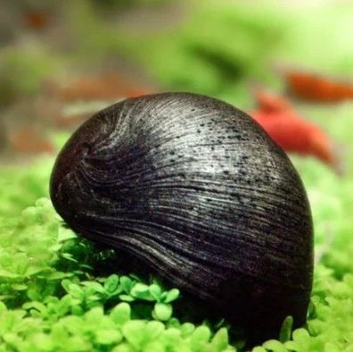 Stahlhelmschnecke - Aquarium Schnecke
