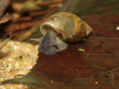 Aquarium Schnecke Yoda Schnecke - Nano Becken
