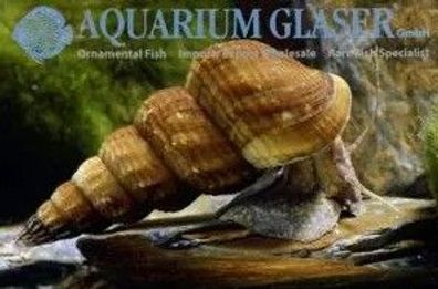 Riesenturmdeckelschnecke Aquarium Schnecke - Giant Malaysian Snail - Tylomelania sp