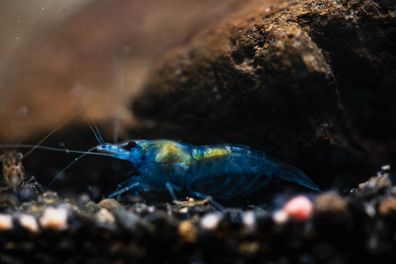 Hellblaue Aquarium Garnelen - Jelly Garnele blau - Blue Jelly Shrimp