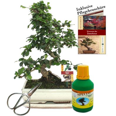 Bonsai Fukientee Carmona microphylla ca. 10 Jahre 25cm Schale Geschenk-Set mit