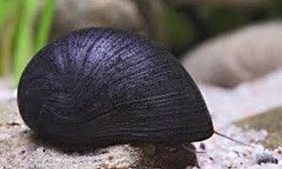 Stahlhelmschnecke / Anthrazit Napfschnecke / Militärhelmschnecke - Neritina pulligera