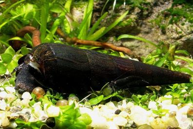 Teufelsdornschnecke - Faunus ater