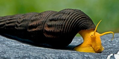 Orangene Felsenschnecke - Orange Tylomelania