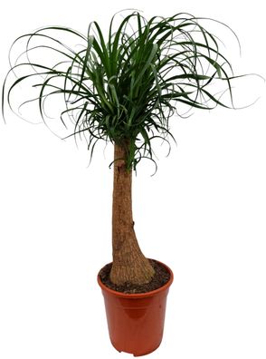 Elefantenfuss Beaucarnea Recurvata 80-100 cm Zimmerpflanze Flaschenbaum