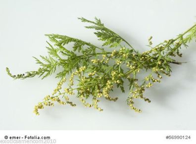 Einjähriger Beifuss Artemisia annua Qing Hao 1000 Samen