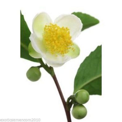 Echter Teestrauch Camellia sinensis 5 Samen