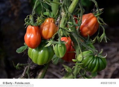 Tomate C. Chaplin ertragreiche Fleischtomate 10 Samen