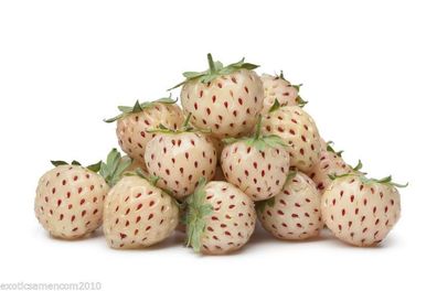 Süss saftig soo lecker, Ananas Erdbeere 50 Samen HOHER ERTRAG