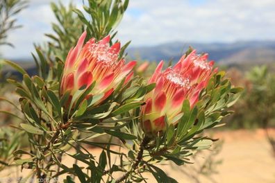 Königsprotea - Protea Cynaroides Königin der Blumen 5 Samen
