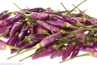 Jalapeno Purple 10 Samen