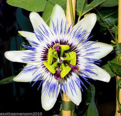 Passionsblume Passiflora edulis essbare Früchte 5 Samen