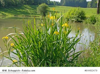 Wasserschwertlilie Iris pseudacorus Teichbepflanzung 10 Samen Wasserreinigung